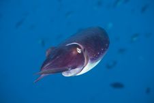 Bali Squid Royalty Free Stock Images