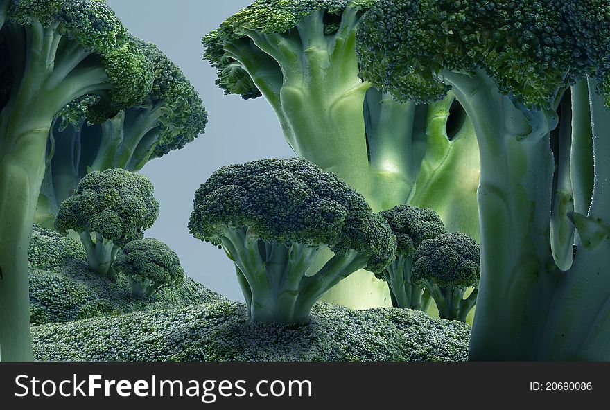 Miniature forests with Cauliflower tree