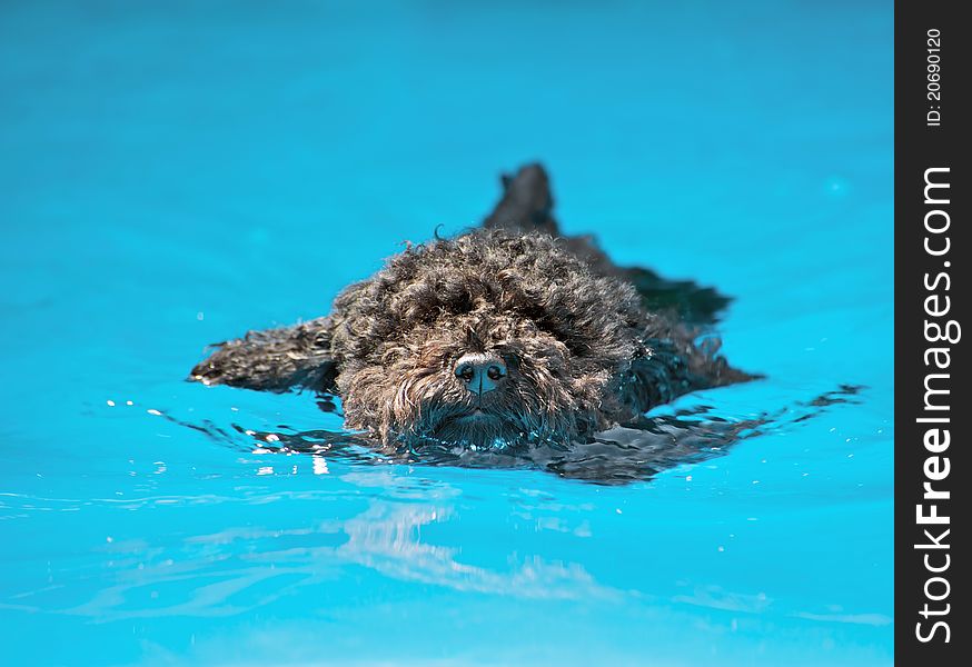 Closeup image of a cute poodle pup enjoying the water in the summer with copy space. Closeup image of a cute poodle pup enjoying the water in the summer with copy space.