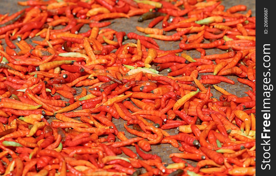 Red hot spicy chillies drying