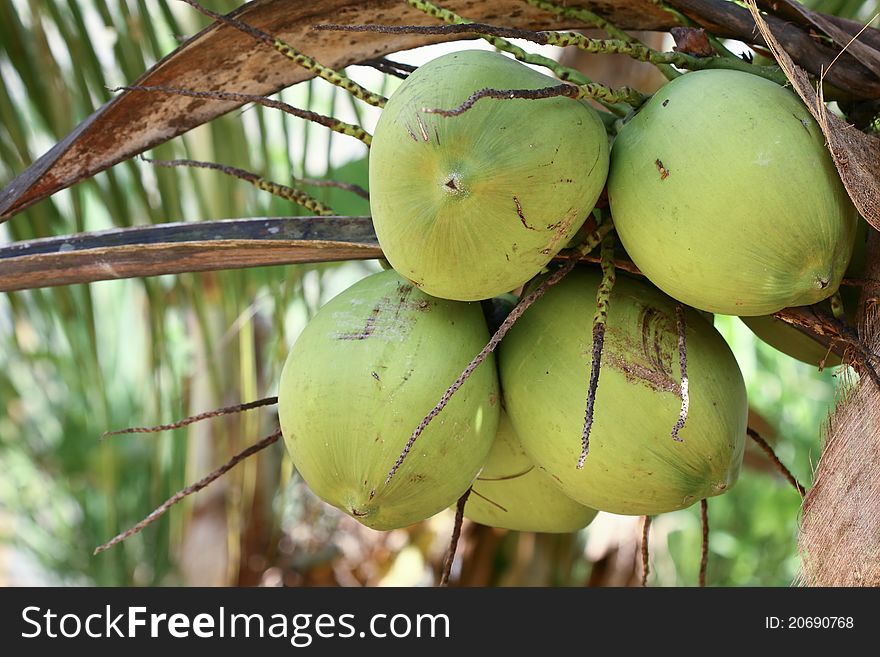 Green coconuts at palm tree