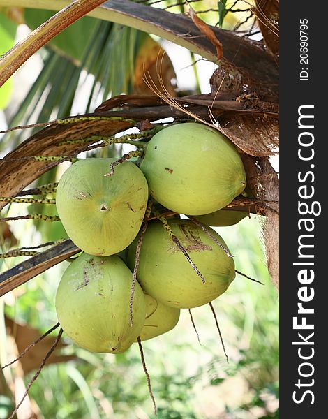Green coconuts at palm tree