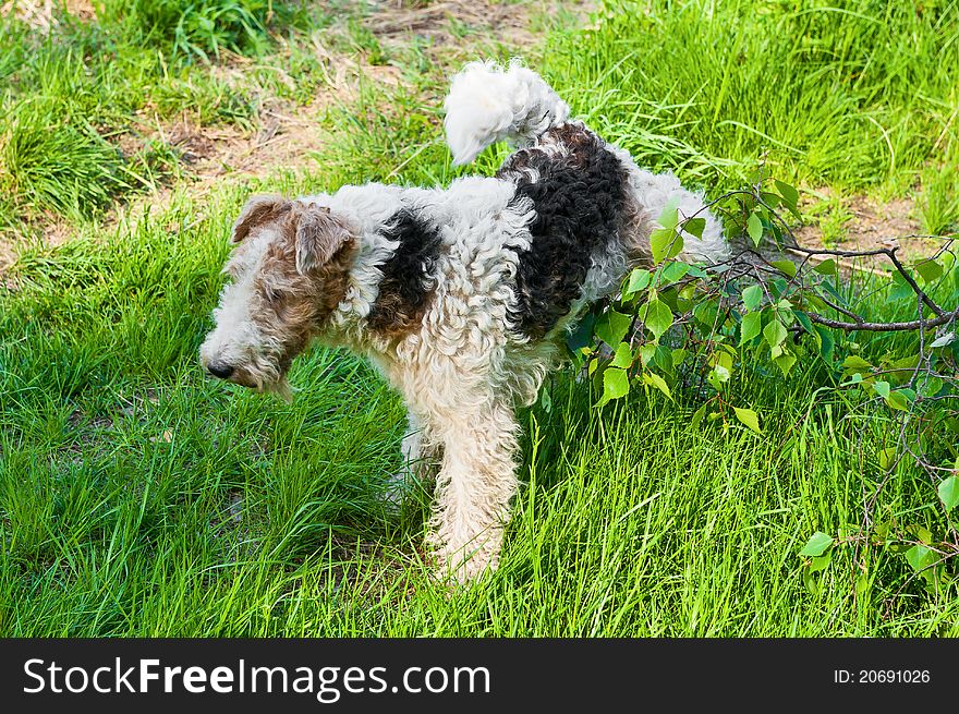 Cute dog peeing on plants