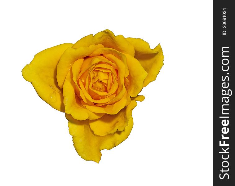 Yellow Rose.