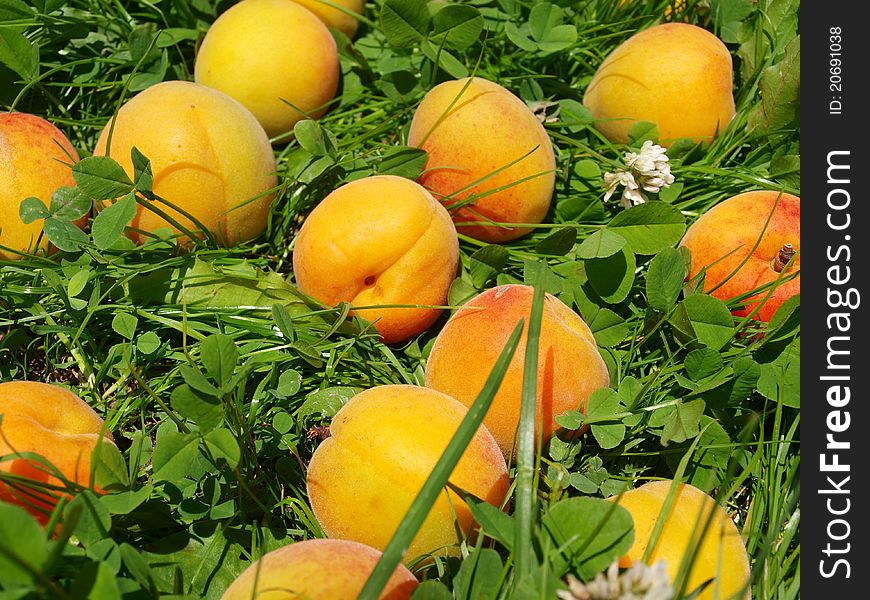 Apricots in the garden grass