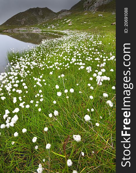 Lake and cotton flowers