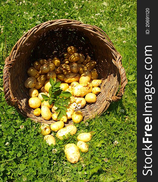 Potatoes and wicker in the grass
