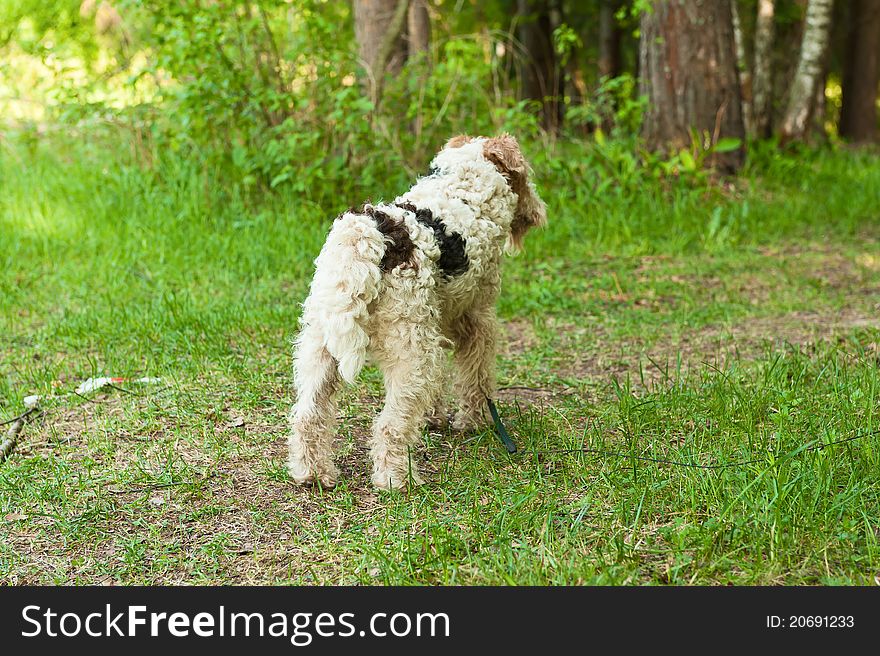 The photo shows the fox terrier