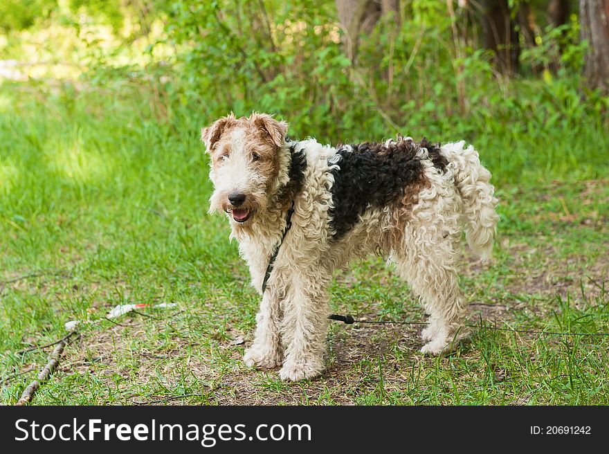 The photo shows the fox terrier