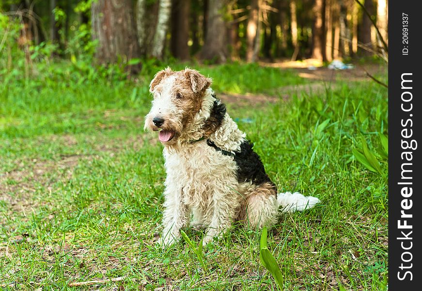 Dog sits and waits for the host in the woods. Dog sits and waits for the host in the woods