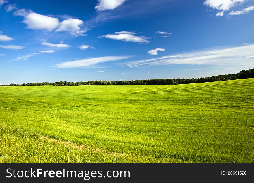 The field sowed by recently evolved green plants. The field sowed by recently evolved green plants