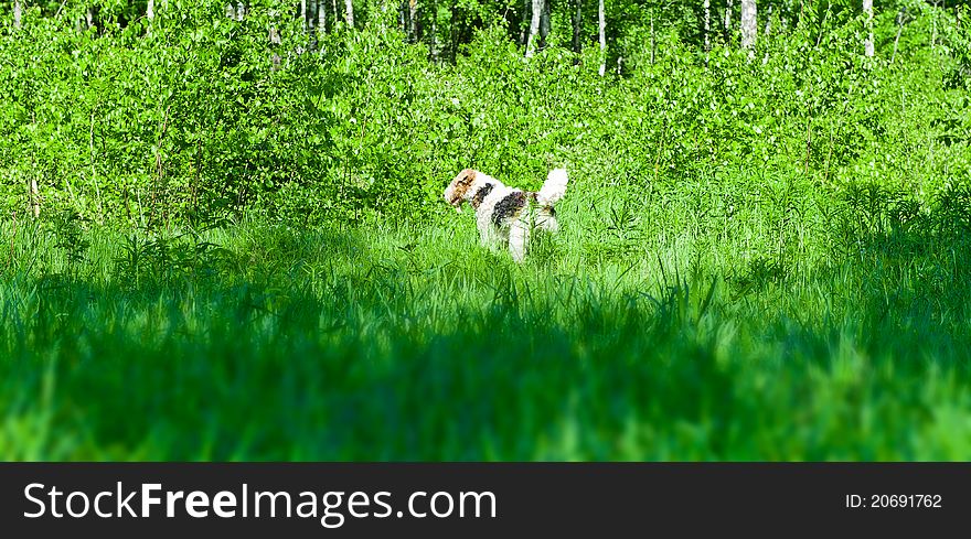 The photograph shows a fox terrier on the nature