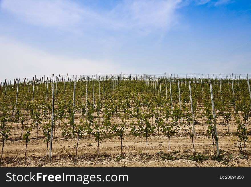 Barbera vineyard during spring season, Monferrato area, Piedmont region, Italy. Barbera vineyard during spring season, Monferrato area, Piedmont region, Italy