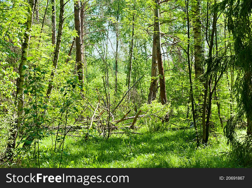 Green forest in the rays of bright sunshine. Green forest in the rays of bright sunshine