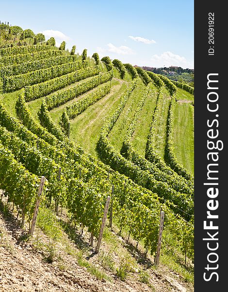 Barbera vineyard during spring season, Monferrato area, Piedmont region, Italy. Barbera vineyard during spring season, Monferrato area, Piedmont region, Italy