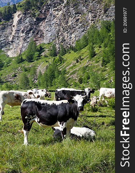 Italian cows during a sunny day close to Susa, Piedmont, Italian Alps. Italian cows during a sunny day close to Susa, Piedmont, Italian Alps