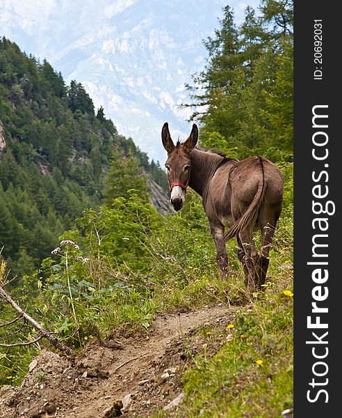 Orsiera Park, Piedmont Region, Italy: a donkey free in the park. Orsiera Park, Piedmont Region, Italy: a donkey free in the park