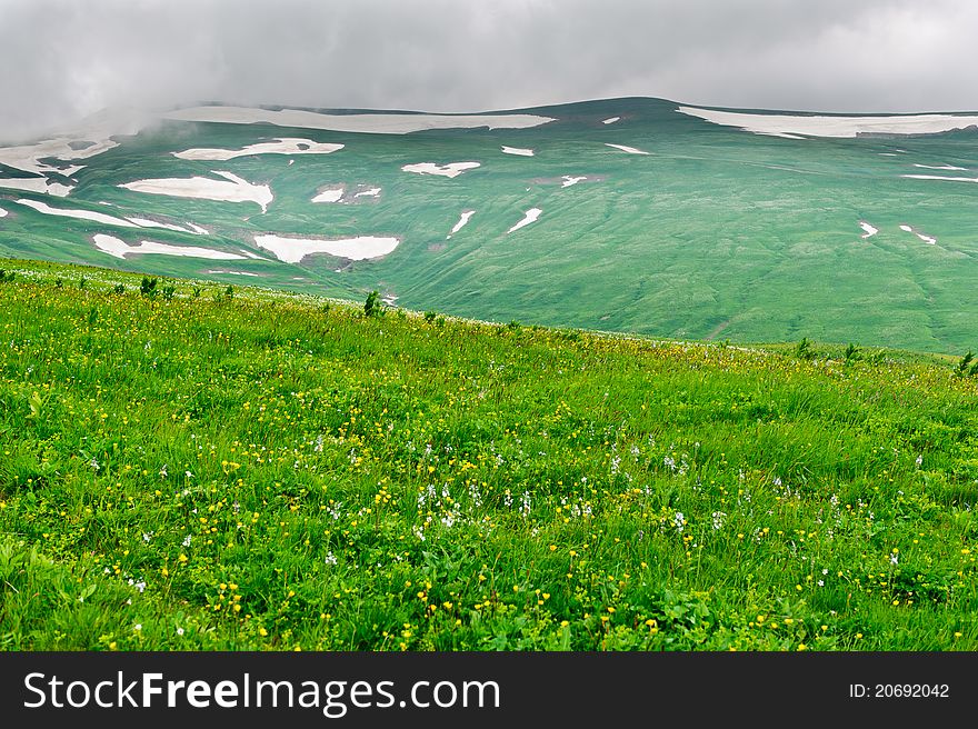 The photo shows a field of flowers on a background of mountains. Russia, North Caucasus mountains