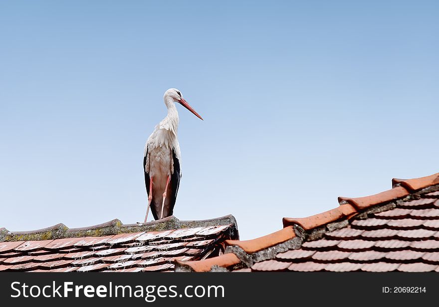 A stork standing on a roof