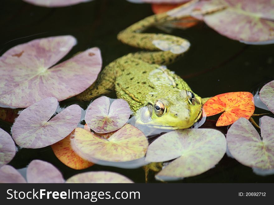 Frog floating in pond