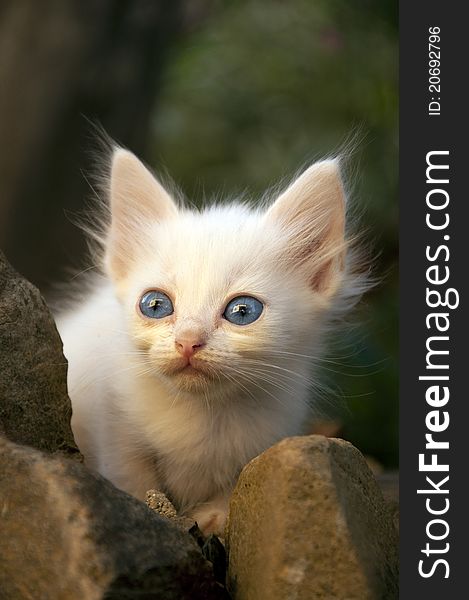 a kitten next to the rocks, watching the house reflected in her eyes. a kitten next to the rocks, watching the house reflected in her eyes