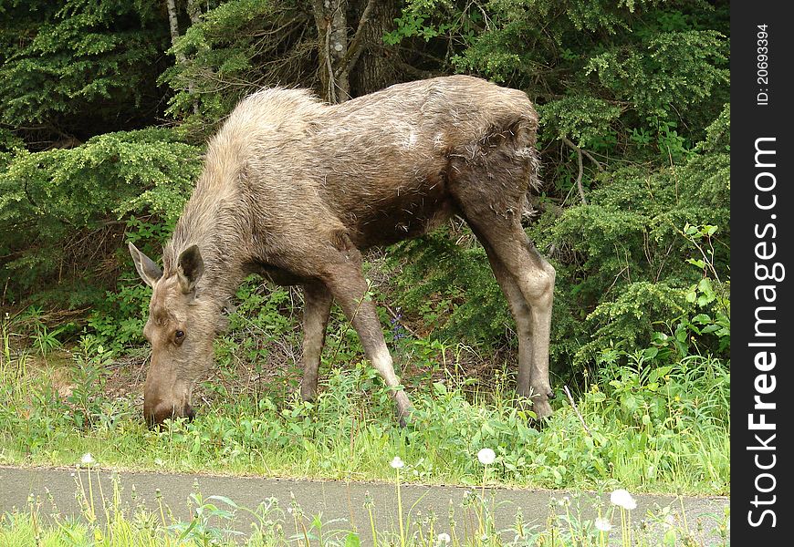 Moose feeding on grass at the edge of a road in Alaska. Moose feeding on grass at the edge of a road in Alaska