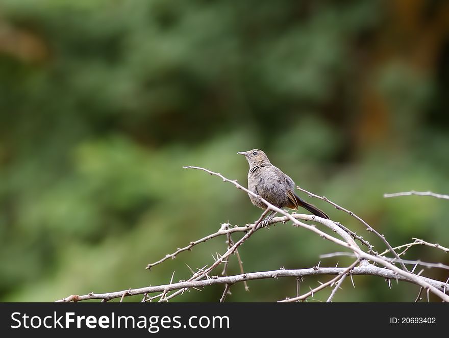 A female Indian robin sitting on a twig with a green background. A female Indian robin sitting on a twig with a green background