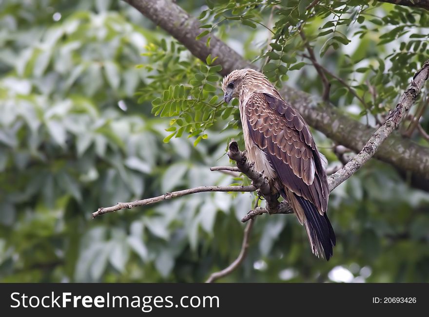 A juvenile brahminy kite sitting on a branch with a green background.