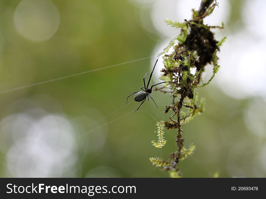 A wood spider building its web. A wood spider building its web