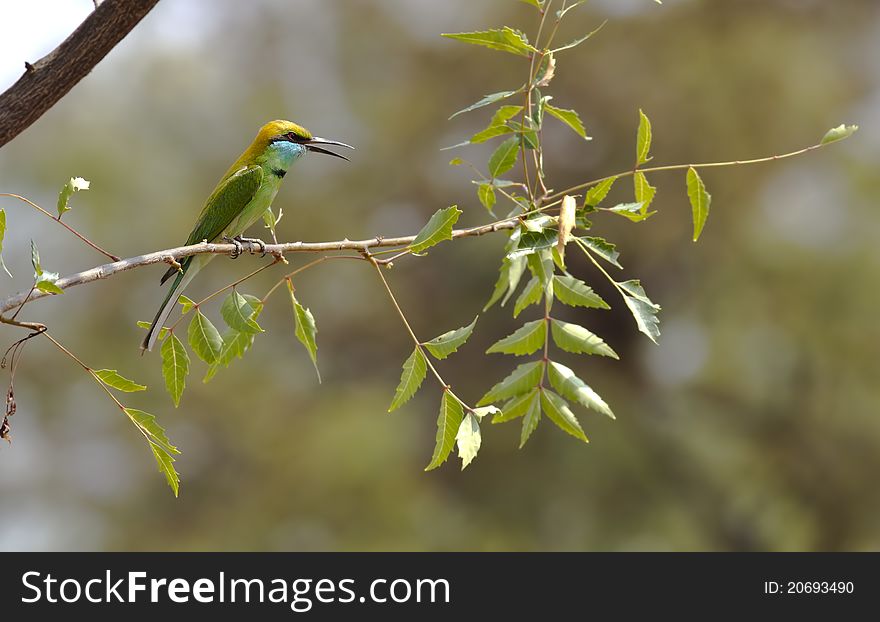 Bee Eater On A Branch