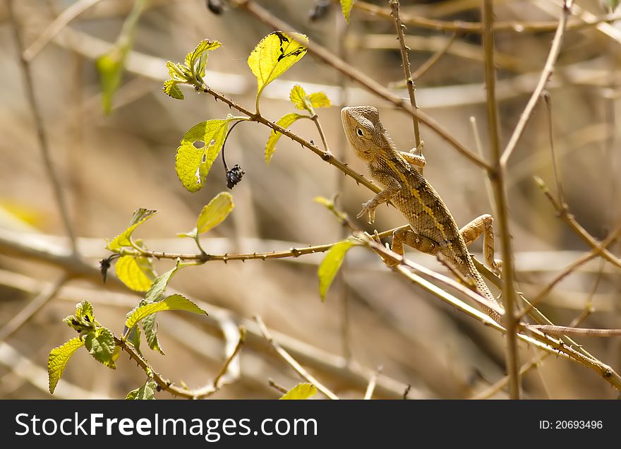 A backlit scene of a garden lizard eyeing its prey. A backlit scene of a garden lizard eyeing its prey