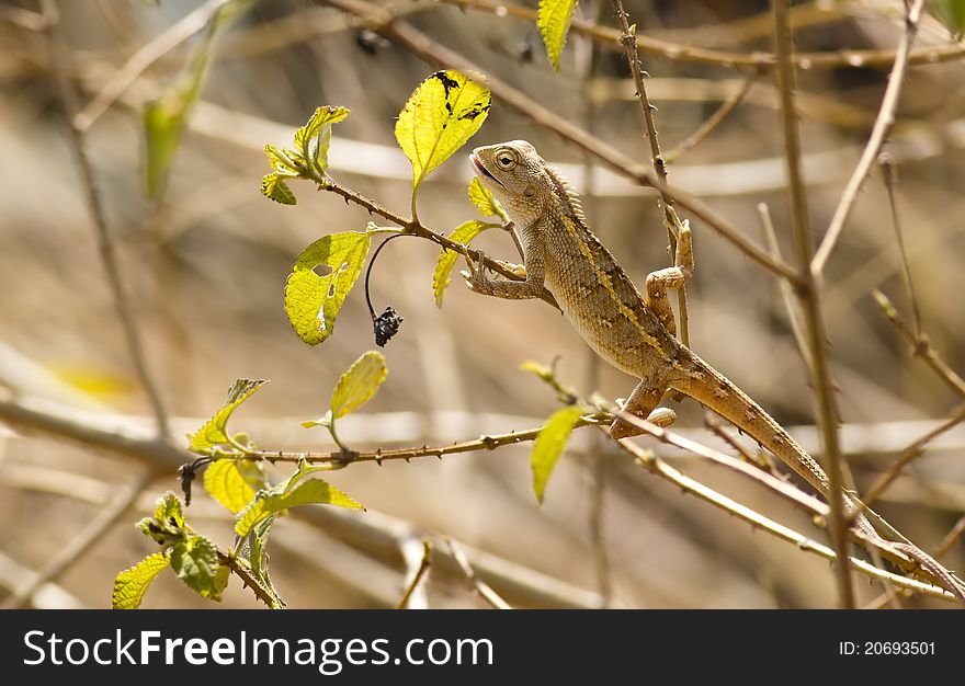 A backlit scene of a garden lizard eating its prey. A backlit scene of a garden lizard eating its prey