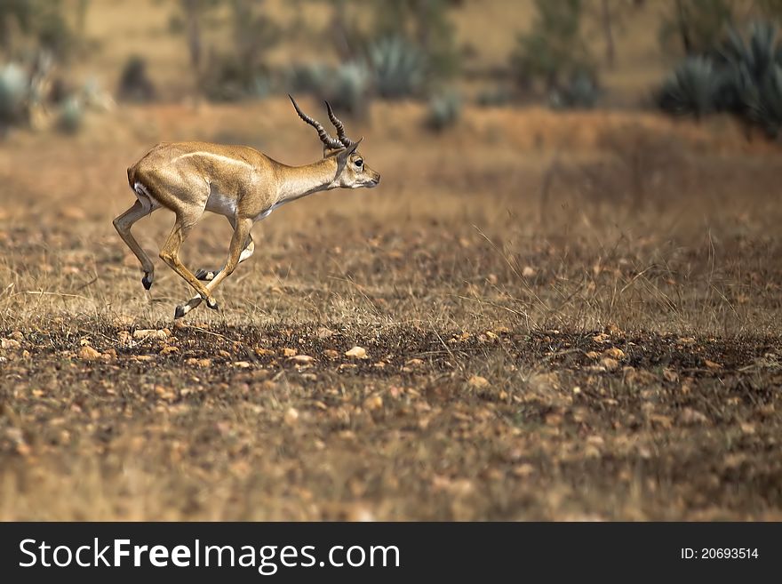 A male black buck running across dry grassland. A male black buck running across dry grassland