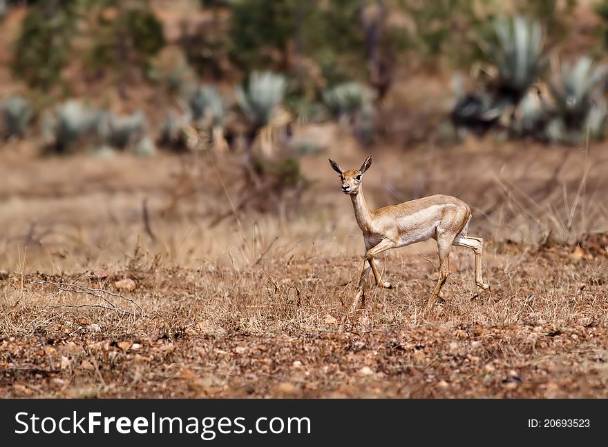 A female black buck galloping across dry grassland. A female black buck galloping across dry grassland