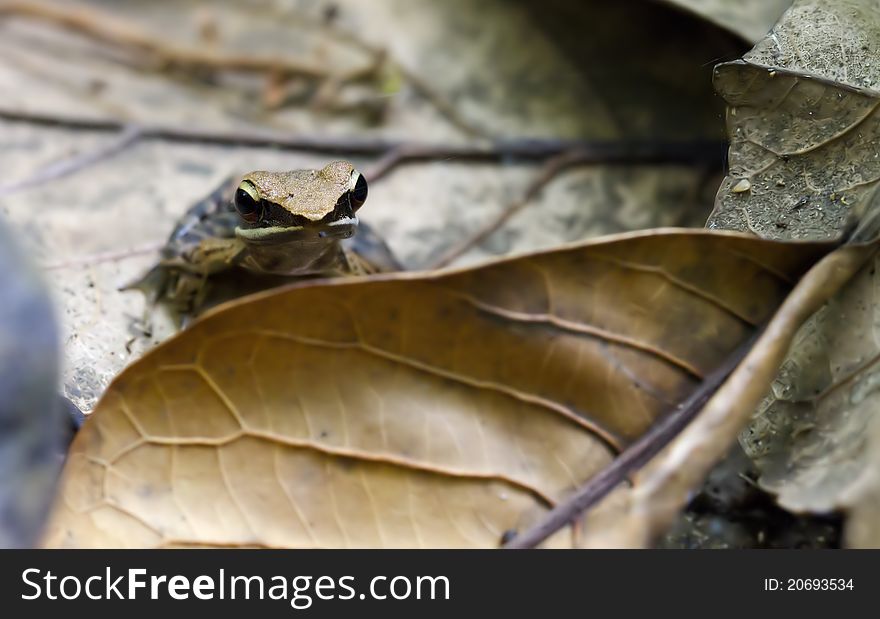 A bicolor frog sitting in leaf litter. A bicolor frog sitting in leaf litter