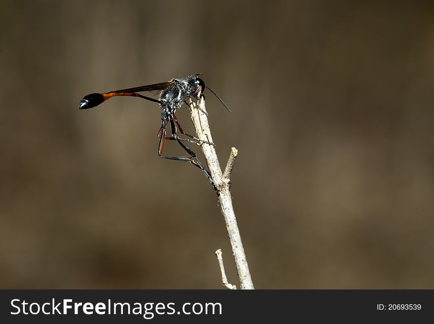 A black and red wasp sitting on a dry twig. A black and red wasp sitting on a dry twig