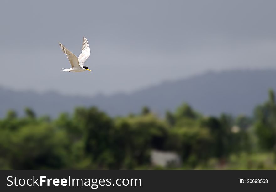 River Tern flying with jungle clad mountains in the background. River Tern flying with jungle clad mountains in the background.