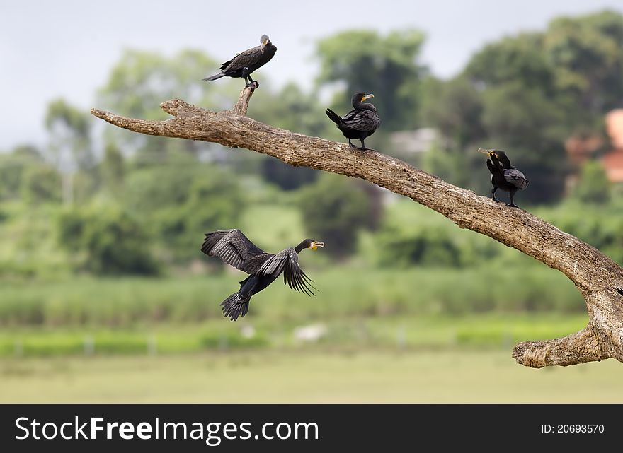 A Large Cormorant approaching a branch to land. A Large Cormorant approaching a branch to land