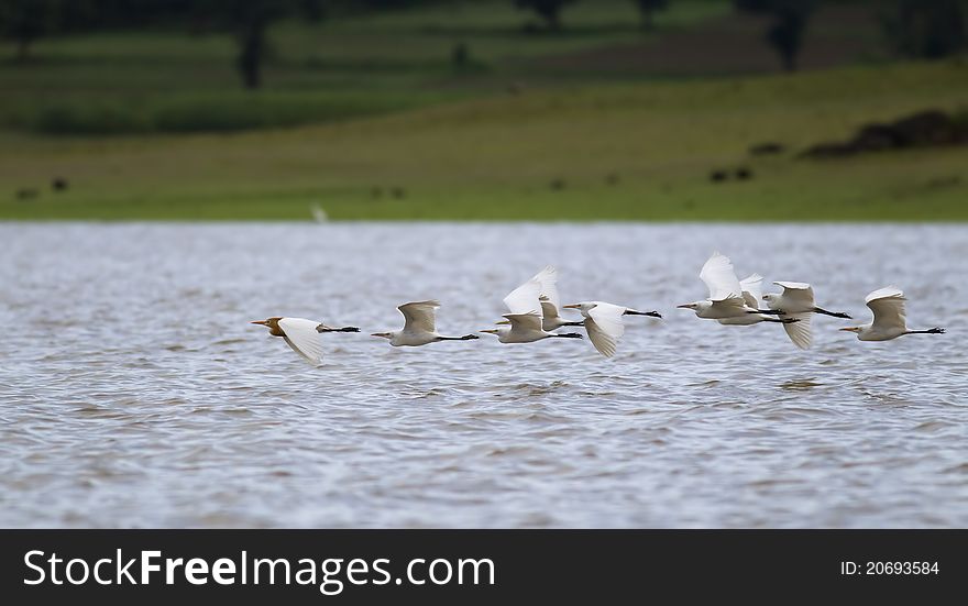 A group of cattle egrets flying on a river. A group of cattle egrets flying on a river.