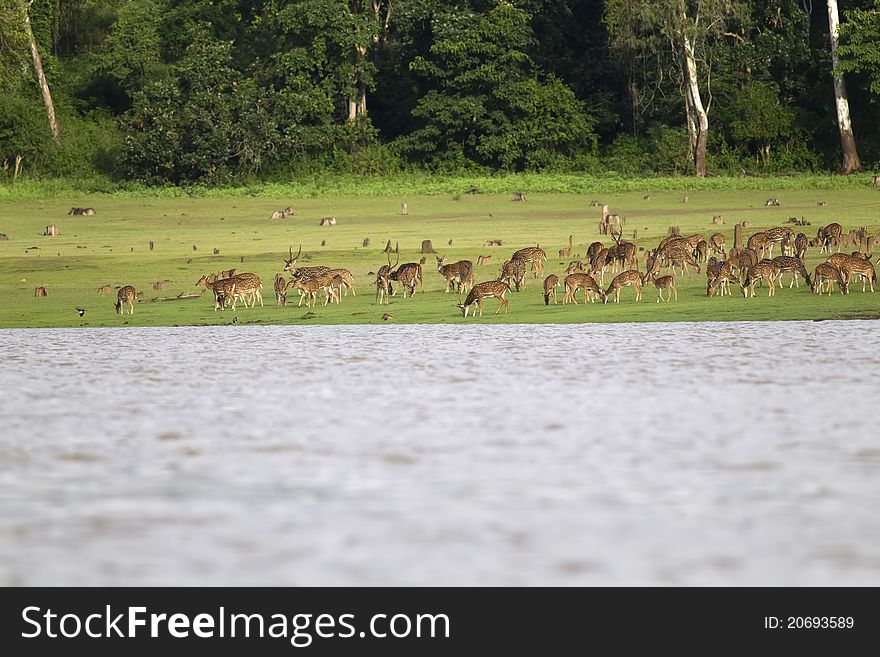 Deer Herd On Riverbank