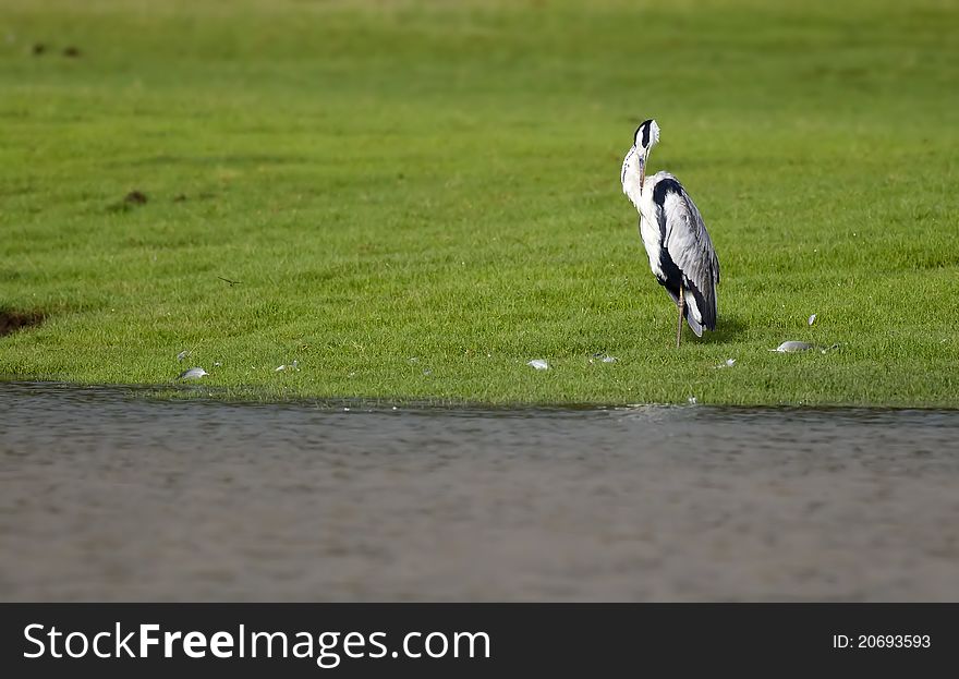 A Grey Heron preening itself on a green grassy river bank. A Grey Heron preening itself on a green grassy river bank