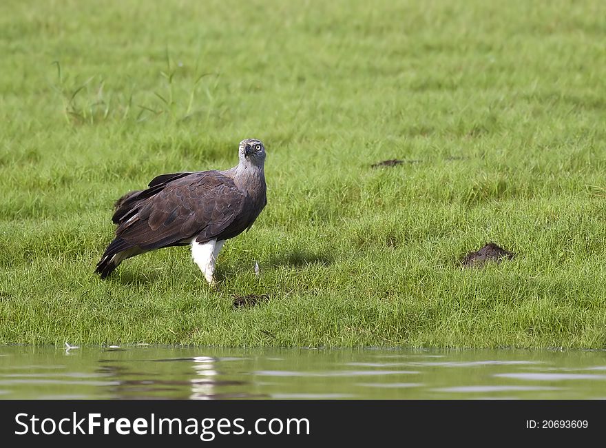 Grey Headed Fish Eagle sitting on a grass covered river bank