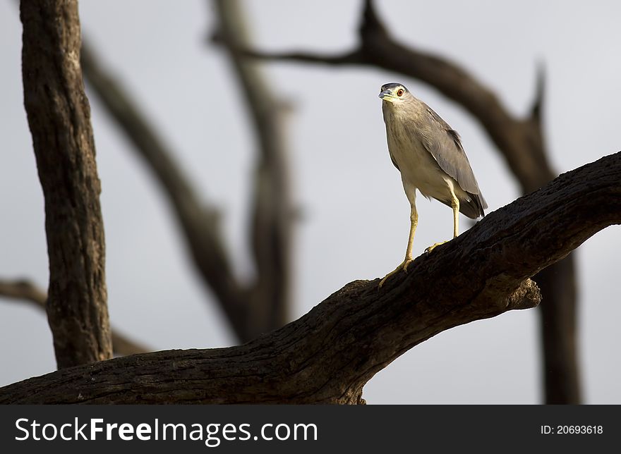 A juvenile night heron sitting on a bare tree branch