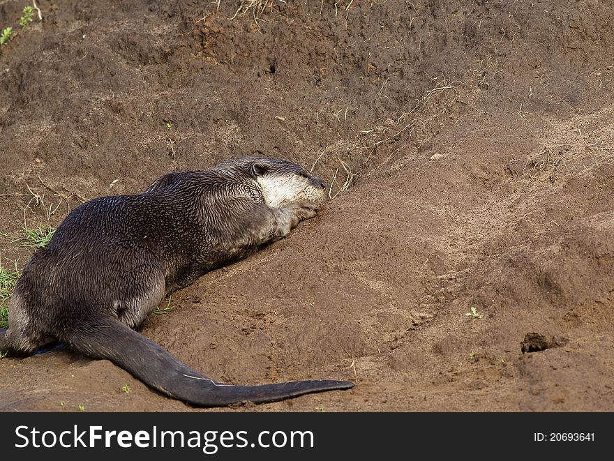 A Smooth Coated Otter rolling in the mud on a river bank