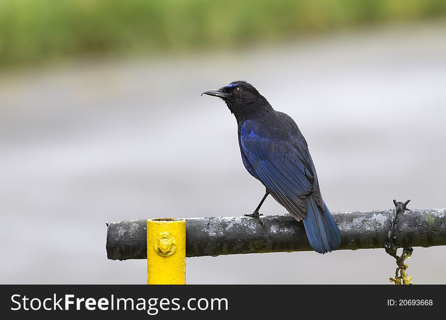 Malabar Whistling Thrush sitting on a signboard