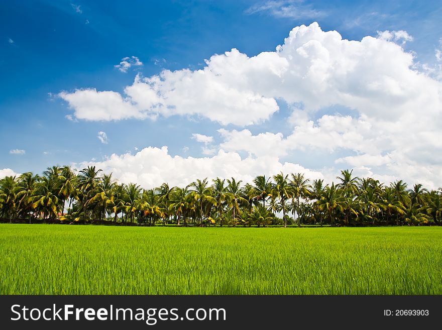 Green rice farm and coconut tree under blue sky