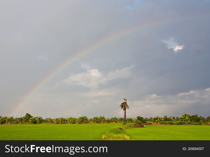 Rainbow over the green rice field