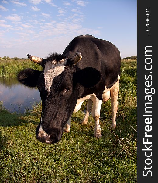 Black and White Cow in a Green Field. Black and White Cow in a Green Field