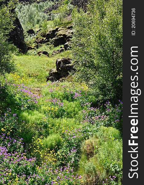 Flowers, grass and trees grow at the rejection edge of the continental disks gschützt through rocks. Flowers, grass and trees grow at the rejection edge of the continental disks gschützt through rocks.