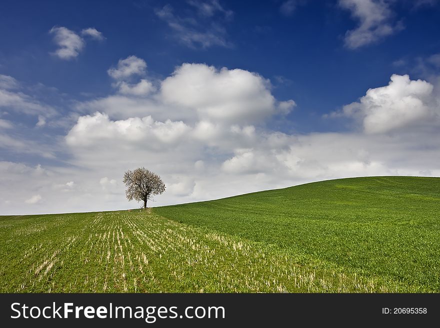 Alone almond on the field. Alone almond on the field